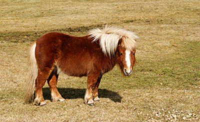 Alimentation du Poney Shetland