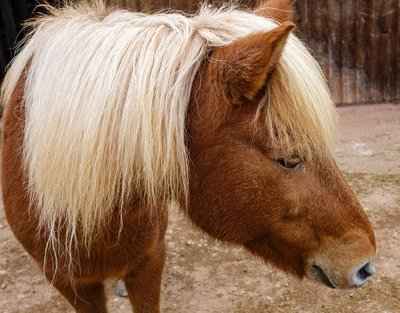 Pré et abri du Poney Shetland