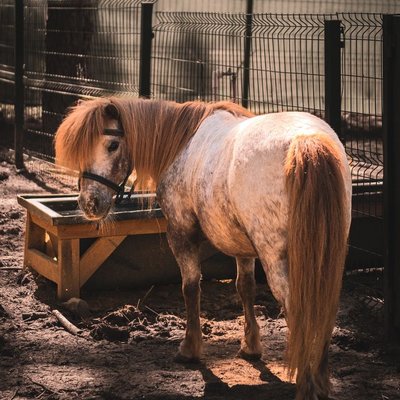 Poney Shetland - Éducation et travail du poney Shetland