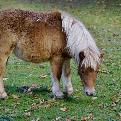 Poney Shetland - Santé du Poney Shetland