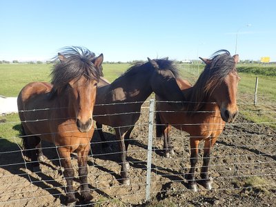 Alimentation du Cheval islandais