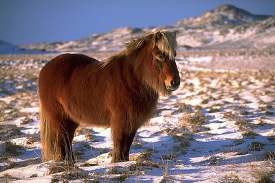 Pré et abri du Cheval islandais