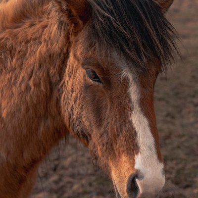 Cheval islandais - Travail et vie sociale du cheval islandais
