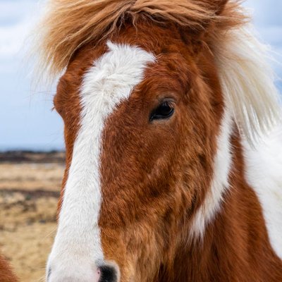 Cheval islandais - Santé du Cheval islandais