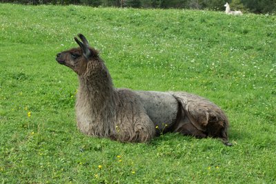 Alimentation du Lama