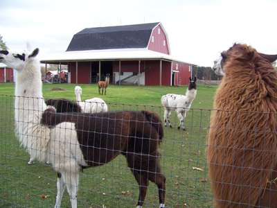 Pré et abri du Lama