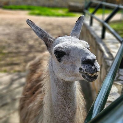 Lama - Santé du Lama