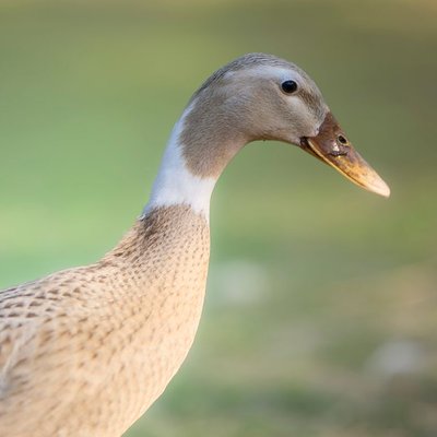Canard coureur indien - Caractéristiques du Canard coureur indien