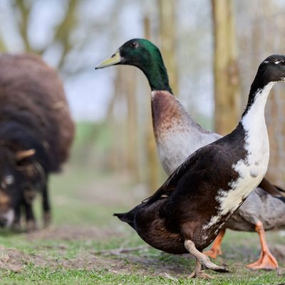 Canard coureur indien - Ponte, comportement et vie de groupe