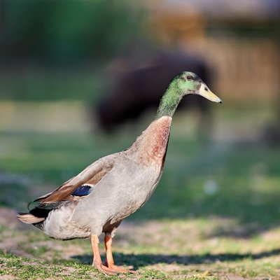 Canard coureur indien - Santé du Canard coureur indien