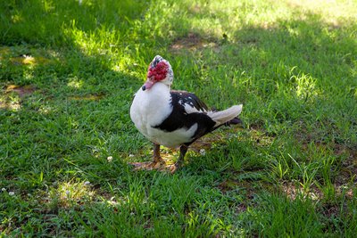 Alimentation du Canard de Barbarie