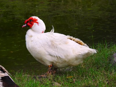 Abri, parcours et point d'eau du Canard de Barbarie