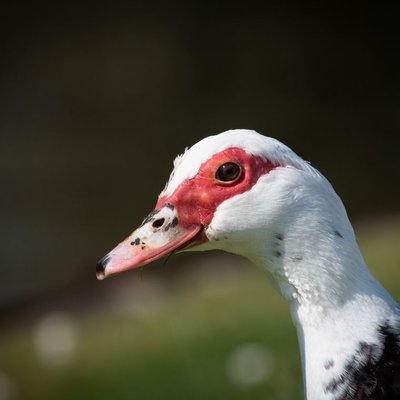 Canard de Barbarie - Couvaison, comportement et vie de groupe