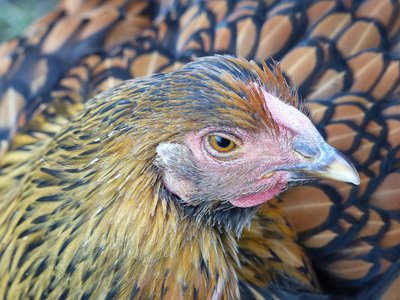 Poulailler et parcours de la Poule Sebright