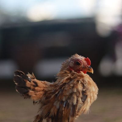 Poule Serama - Caractéristiques de la Poule Serama