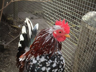 Poulailler et parcours de la Poule Serama