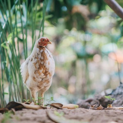 Poule Faverolles - Caractéristiques de la Poule Faverolles
