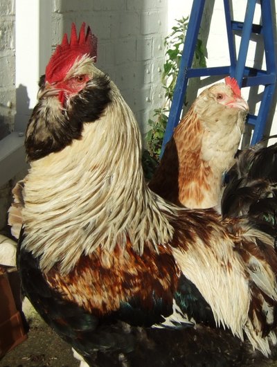 Poulailler et parcours de la Poule Faverolles