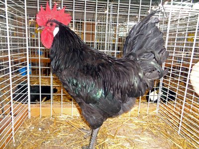 Poulailler et parcours de la Poule Bresse Gauloise
