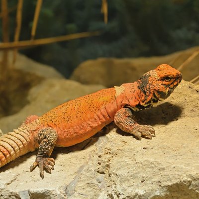 Uromastyx - Caractéristiques de l'Uromastyx