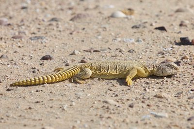 Alimentation de l'Uromastyx