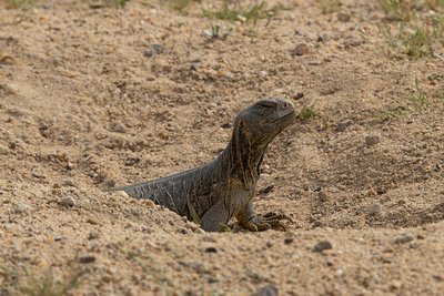 Terrarium de l'Uromastyx