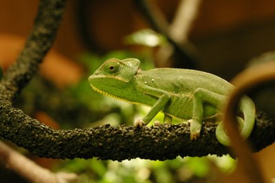 Terrarium du Caméléon casqué du Yémen