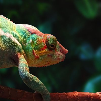 Caméléon panthère - Caractéristiques du Caméléon panthère