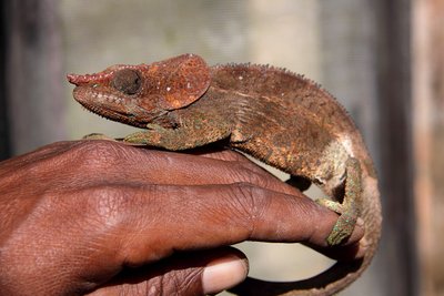 Terrarium du Caméléon panthère
