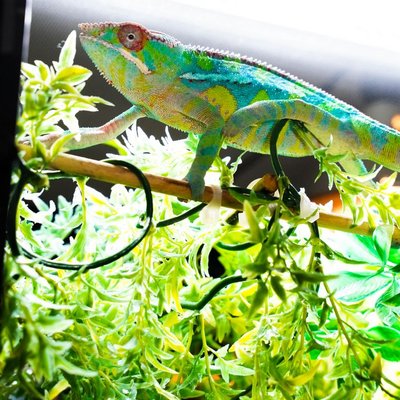Caméléon panthère - Observation et manipulation