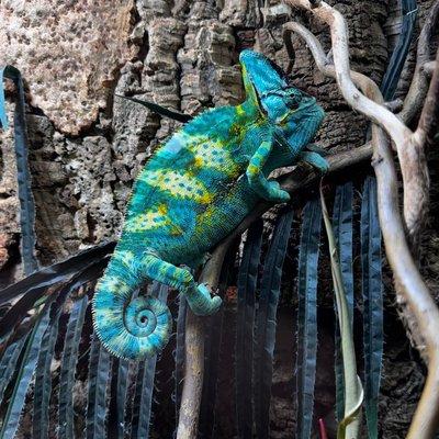 Caméléon panthère - Santé du Caméléon panthère