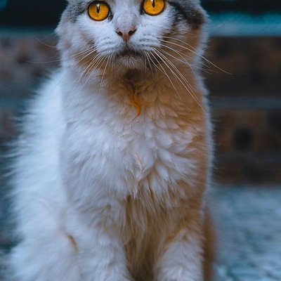 LaPerm - LaPerm : quel prix pour un chaton ?