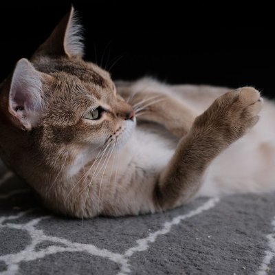 Burmilla - Burmilla : quel prix pour un chaton ?