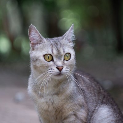 Burmilla - Choisir mon chaton Burmilla