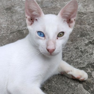Khao Manee - Khao Manee : quel prix pour un chaton ?
