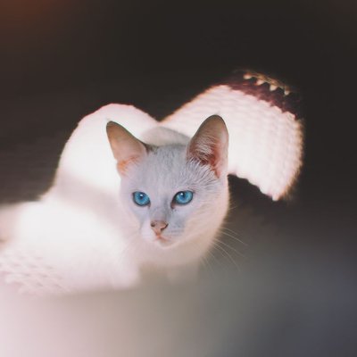 Khao Manee - Sélectionner un élevage de chaton Khao Manee