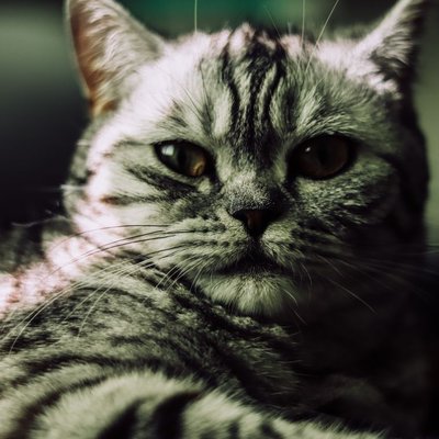 American Shorthair - American Shorthair : quel prix pour un chaton ?