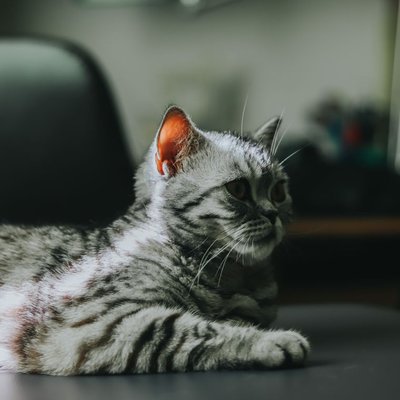 American Shorthair - Sélectionner un élevage de chaton American Shorthair