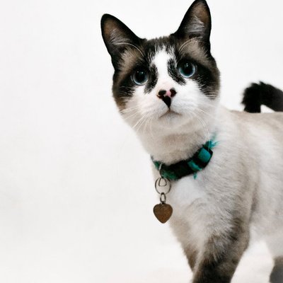 Snowshoe - Snowshoe : quel prix pour un chaton ?