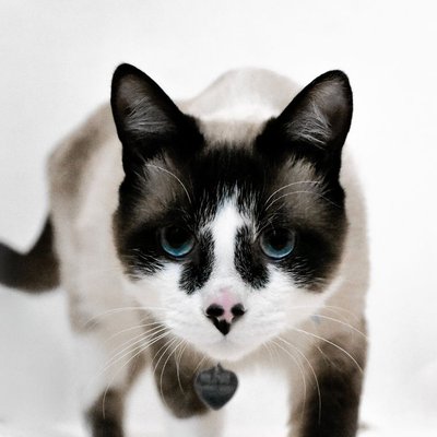 Snowshoe - Sélectionner un élevage de chaton Snowshoe