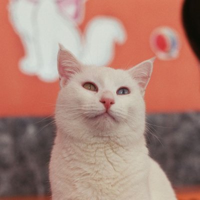 Turc de Van - Turc de Van : quel prix pour un chaton ?