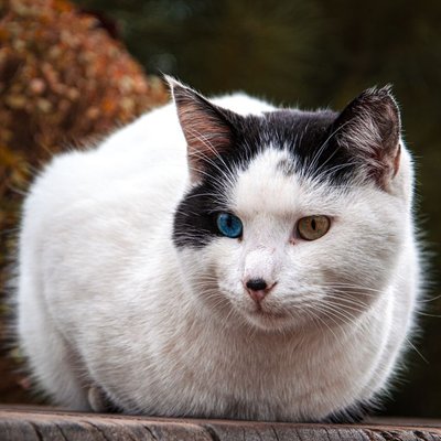 Turc de Van - Comment nourrir un chaton Turc de Van correctement ?