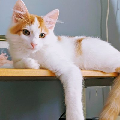 Turc de Van - Sélectionner un élevage de chaton Turc de Van