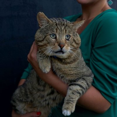 Pixie-Bob - Pixie-Bob : quel prix pour un chaton ?