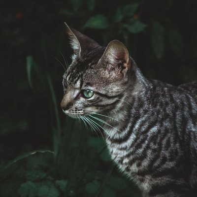 Toyger - Toyger : quel prix pour un chaton ?