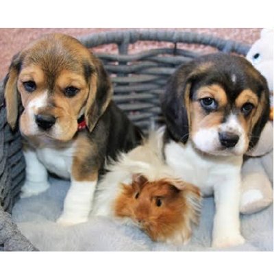 beagle prix