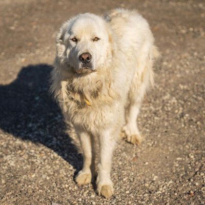 Berger de Maremme et des Abruzzes - Berger de Maremme et des Abruzzes : quel prix pour un chiot ?