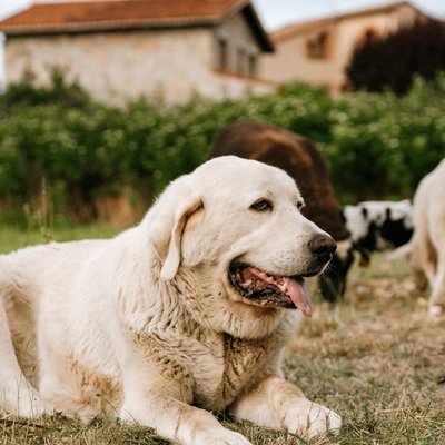 Berger de Maremme et des Abruzzes - Sélectionner un élevage de chiot Berger de Maremme et des Abruzzes