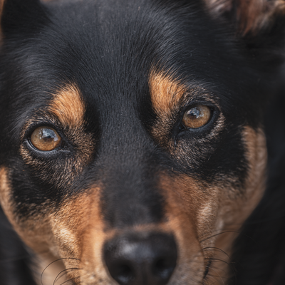 Australian Kelpie - Caractère de l’Australian Kelpie