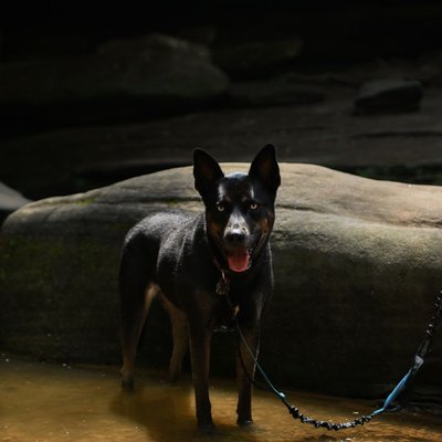 Australian Kelpie - Quelles sont les couleurs de pelage de l’Australian Kelpie ?